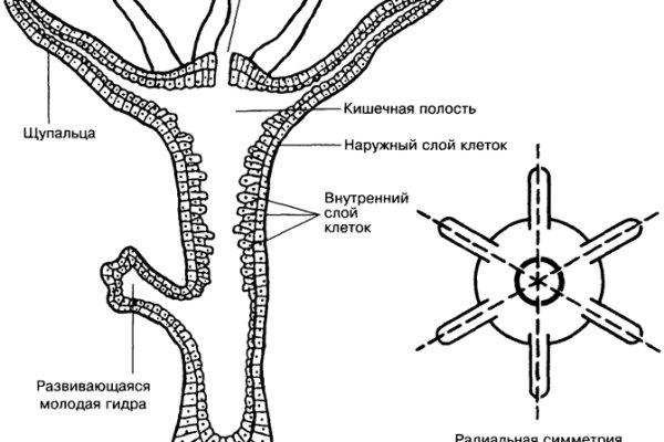 Кракен рабочая ссылка на официальный магазин