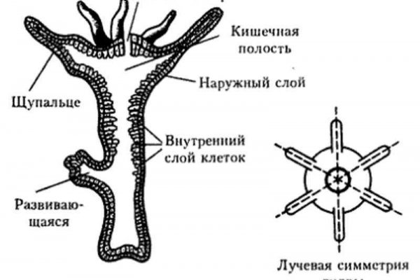 Зайти на кракен рабочее зеркало